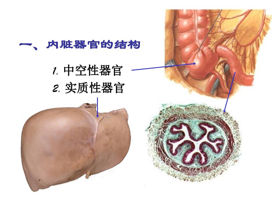 内脏学消化系统_第4页