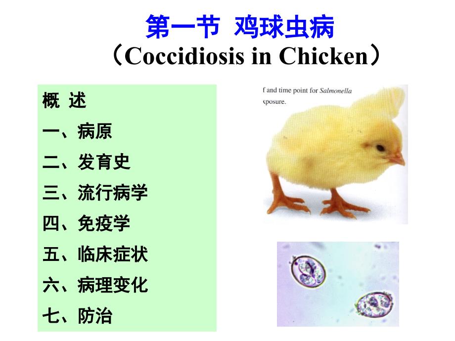 禽病学球虫病_第4页