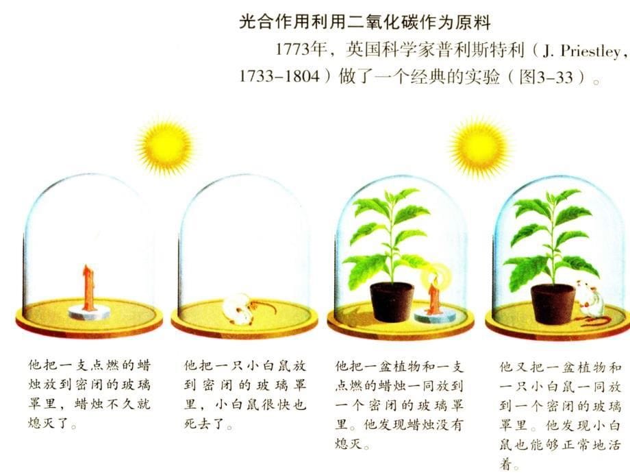 新教材-光合作用吸收二氧化碳释放氧气-佛山谢永红_第5页