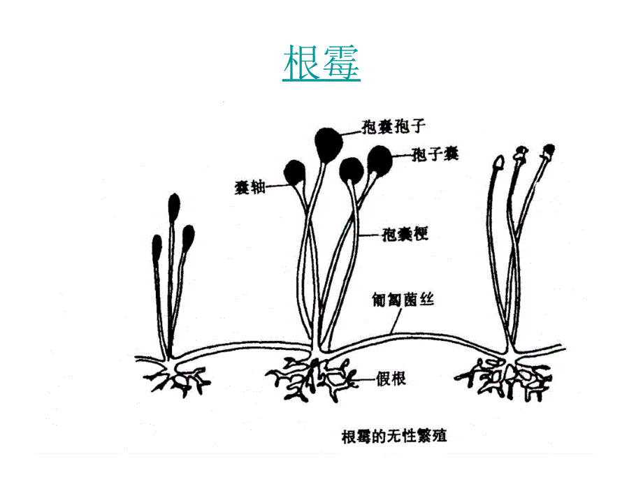 各种曲霉的菌落_第2页