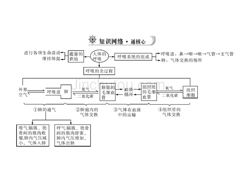 《中考风向标》2013年中考生物复习课件：人体的呼吸_第3页