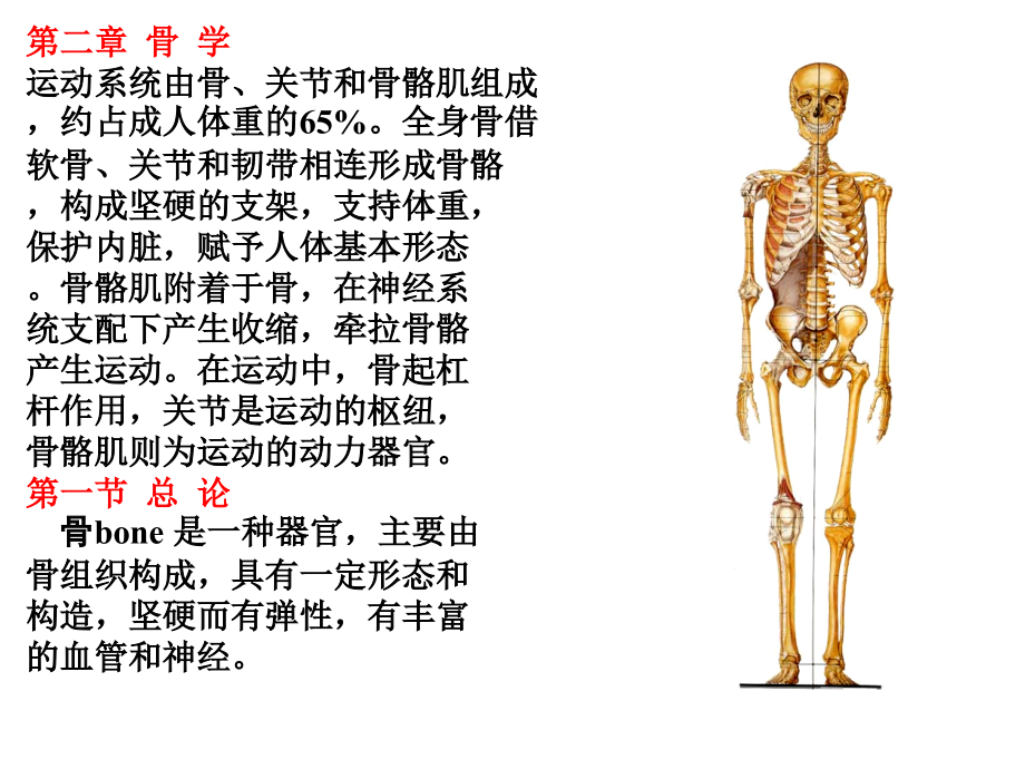 骨伤科三维立体解剖_第2页