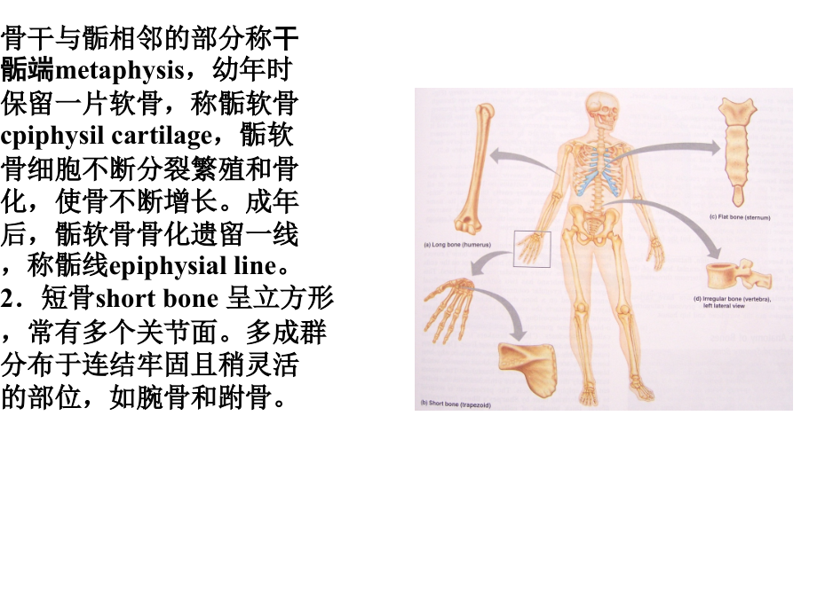 骨伤科三维立体解剖_第4页