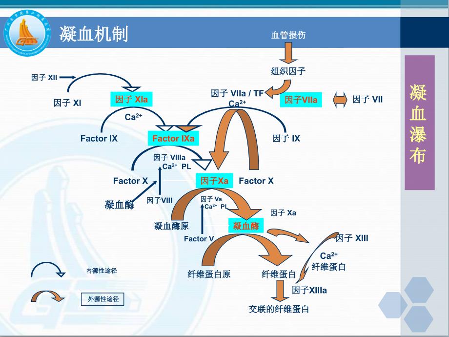 AT和DDimer的临床应用进展_第3页