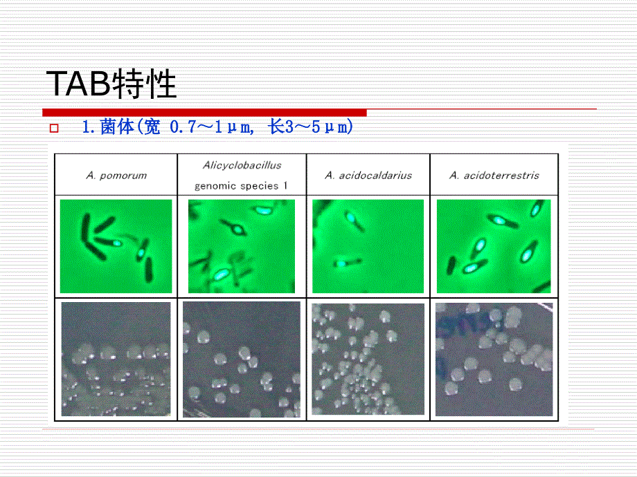 嗜热嗜酸菌tab_第4页