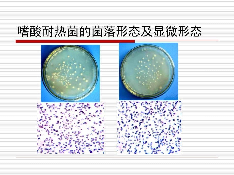 嗜热嗜酸菌tab_第5页