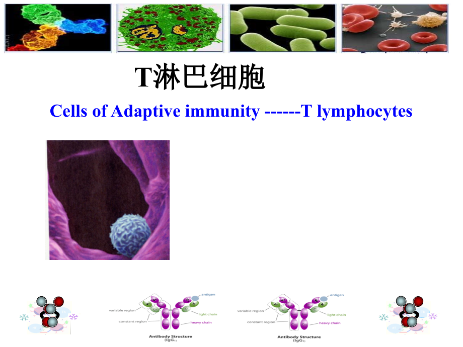 [免疫学]T淋巴细胞_第1页