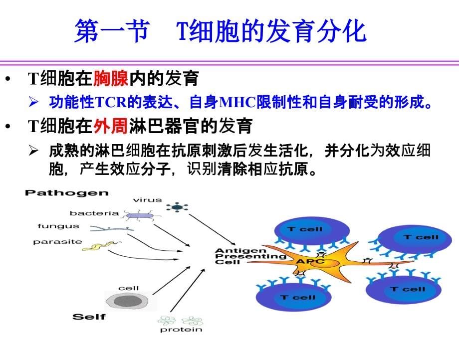 [免疫学]T淋巴细胞_第5页