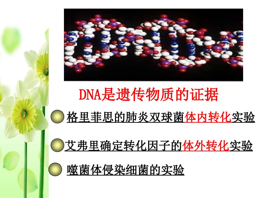 高三一轮复习 dna是主要的遗传物质(2016届高三生物一轮复习)_第3页