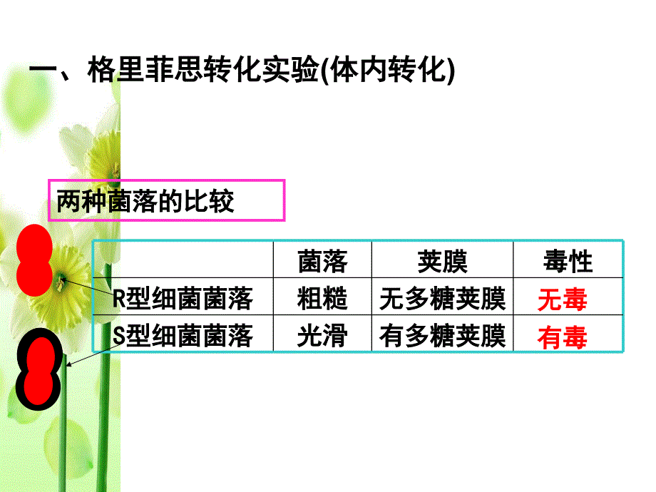 高三一轮复习 dna是主要的遗传物质(2016届高三生物一轮复习)_第4页