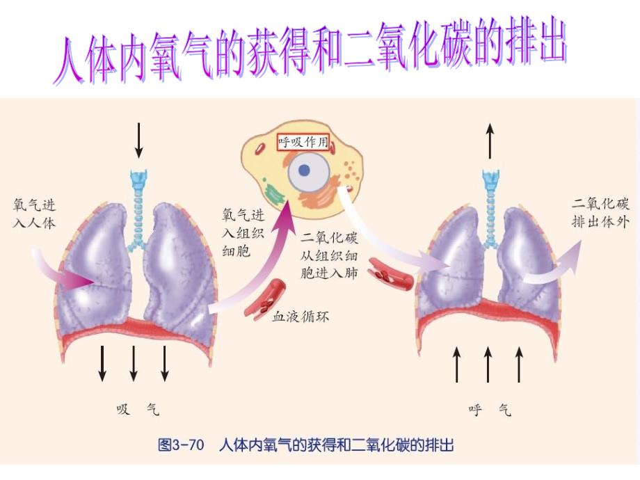 2014新教材生物的呼吸和呼吸作用(2)_第3页