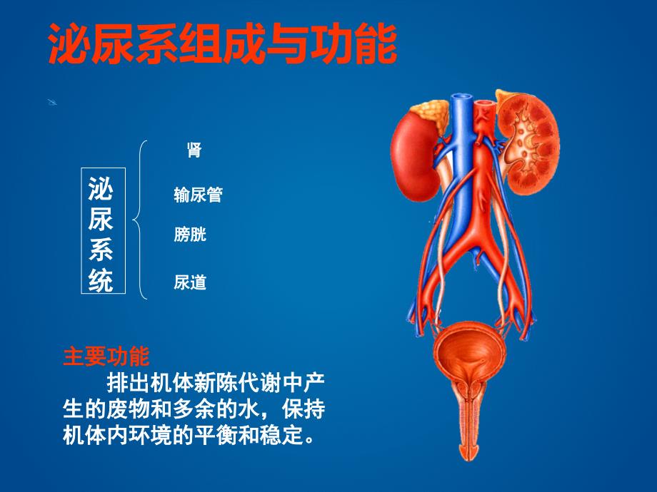 留置导尿及尿管护理_第3页