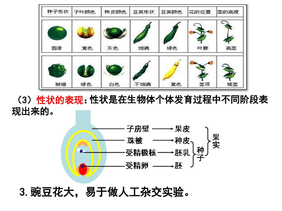 遗传因子的发现(1)_第4页