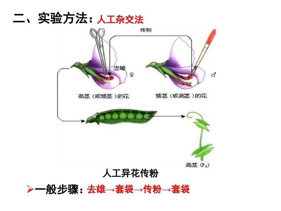 遗传因子的发现(1)_第5页