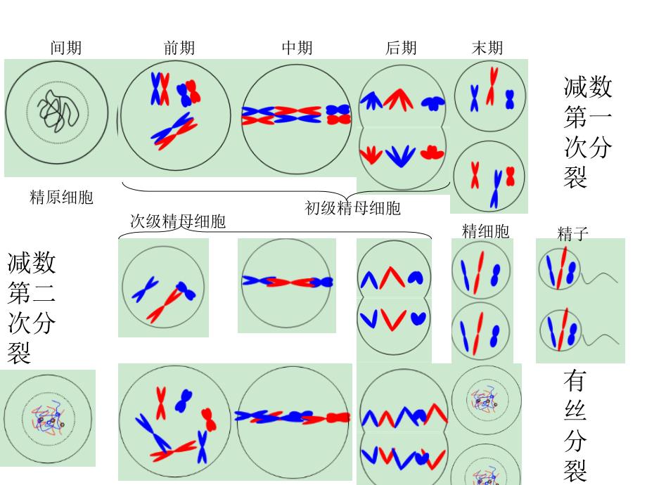 减数分裂过程和有丝分裂的区别_第3页