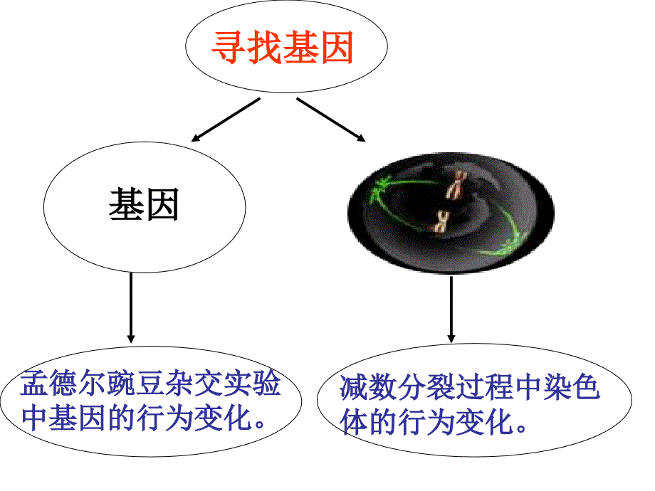 2.2基因在染色体上_第3页