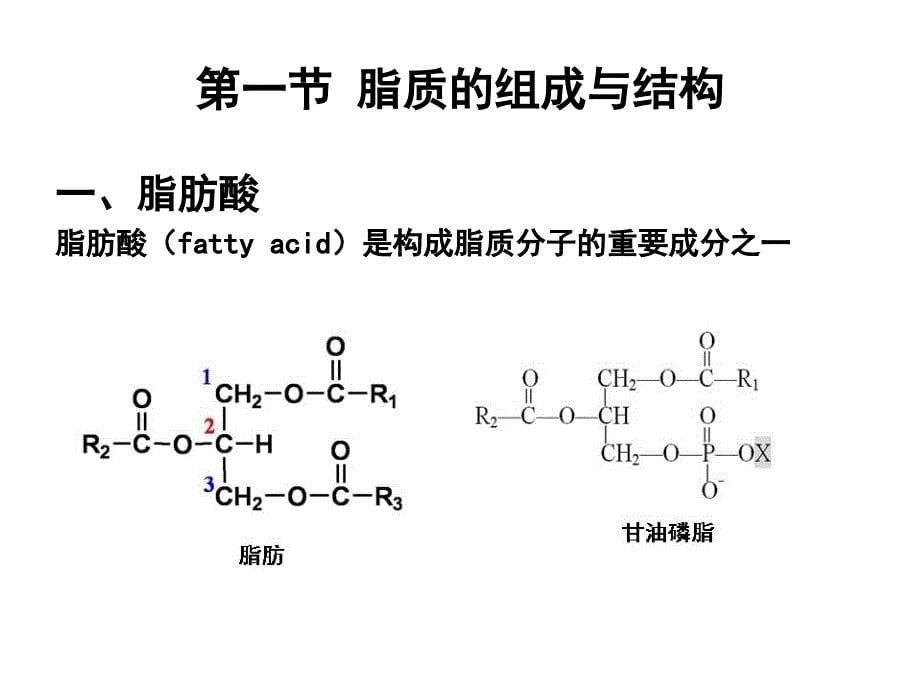 生物化学 脂质代谢_第5页