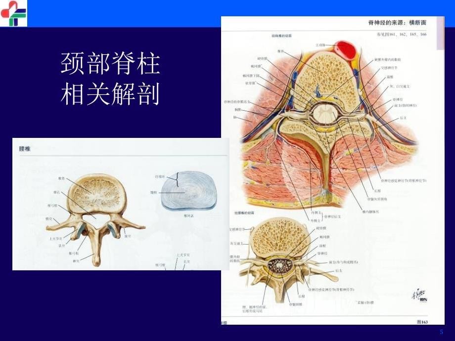 颈椎病临床和影像学诊断刘修_第5页