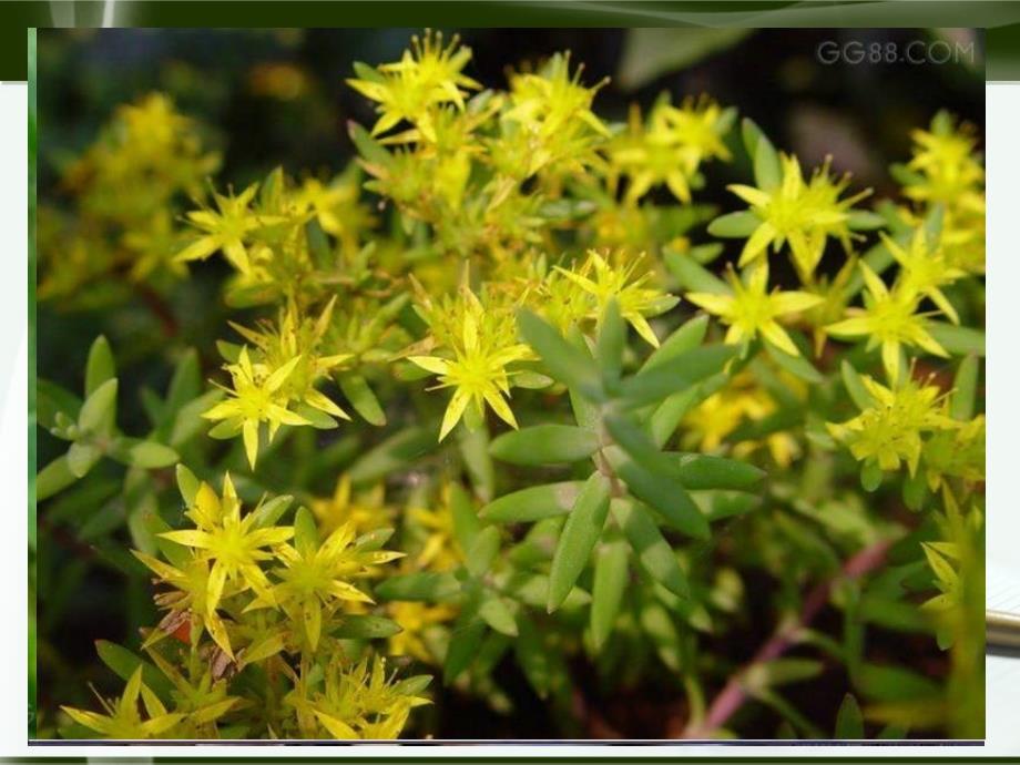 新人版【七年级生物】教案藻类、苔藓和蕨类植物精品课件_第1页