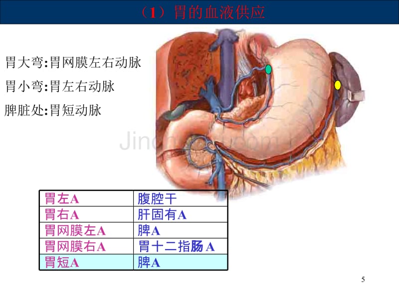 胃肠、阑尾、腹部损伤、腹膜炎、疝177_第5页