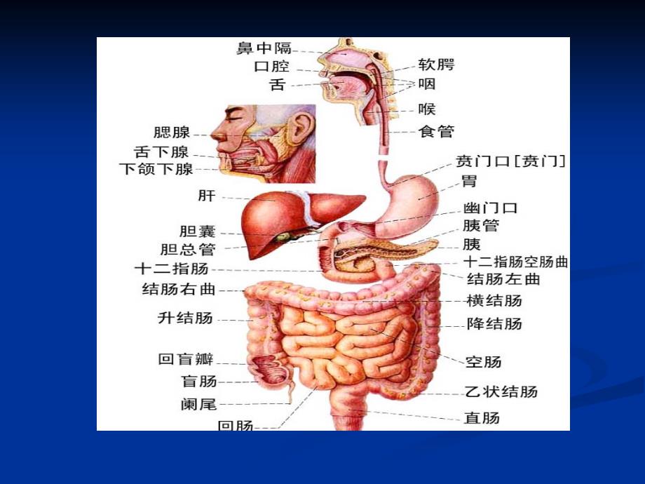 消化系统常见病的药物治疗_第3页