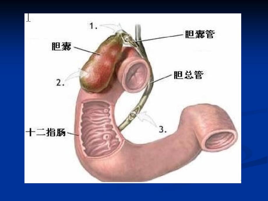 消化系统常见病的药物治疗_第4页