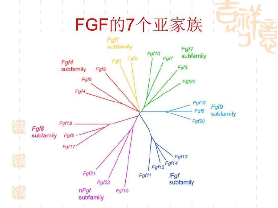 FGF21的结构和功能_第5页