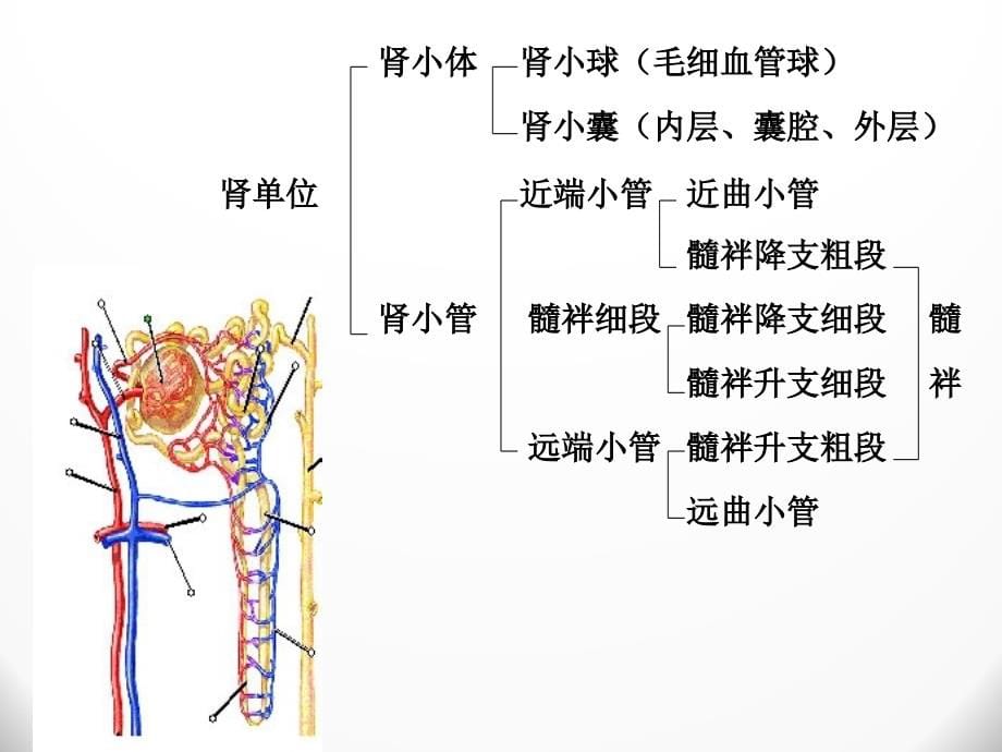 2014尿的生成和排出_第5页