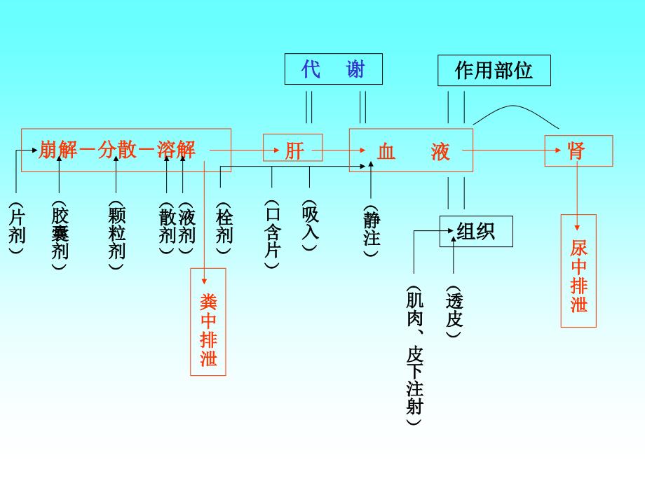 药物在体内的转运和代谢转化_第4页