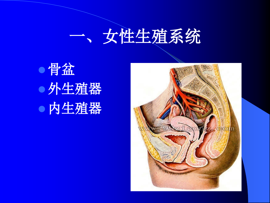 妇产科专业技术课程_第3页