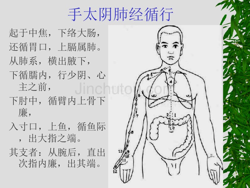 经络腧穴学最新课件8_第2页