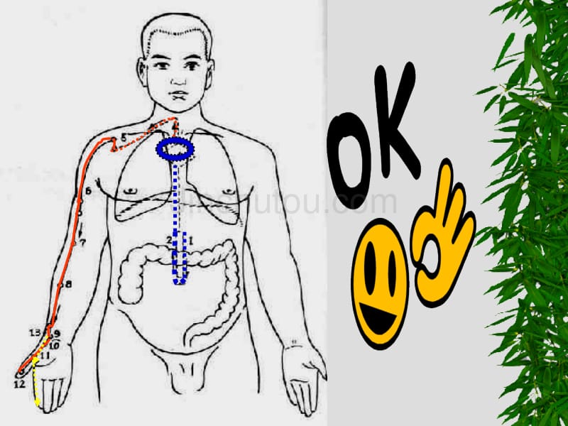 经络腧穴学最新课件8_第3页