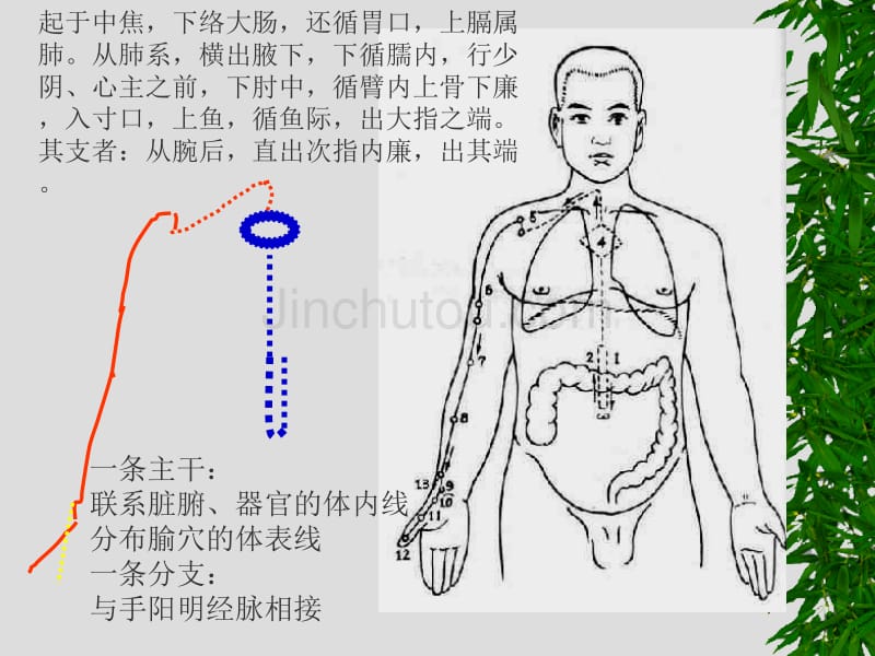 经络腧穴学最新课件8_第5页