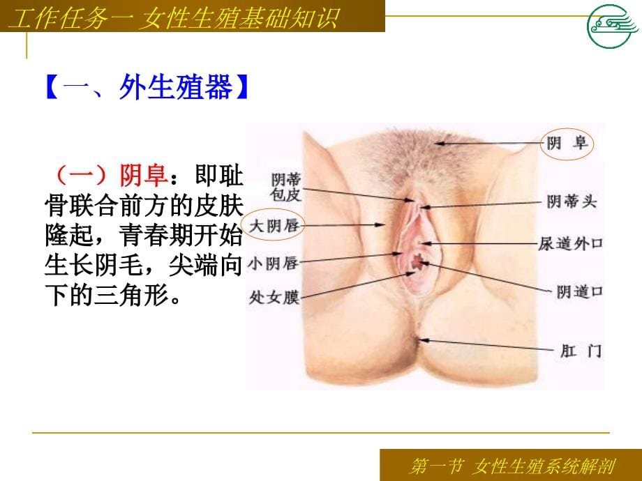 工作任务一,女性生殖系统解剖及生理_第5页