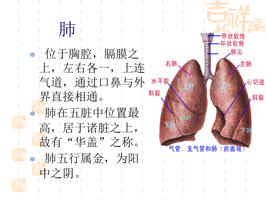 中医基础理论肺病辨证(同仁堂药品使用)_第2页