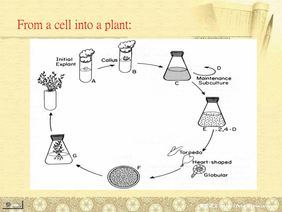 细胞全能性  英文课件 植物生理_第4页