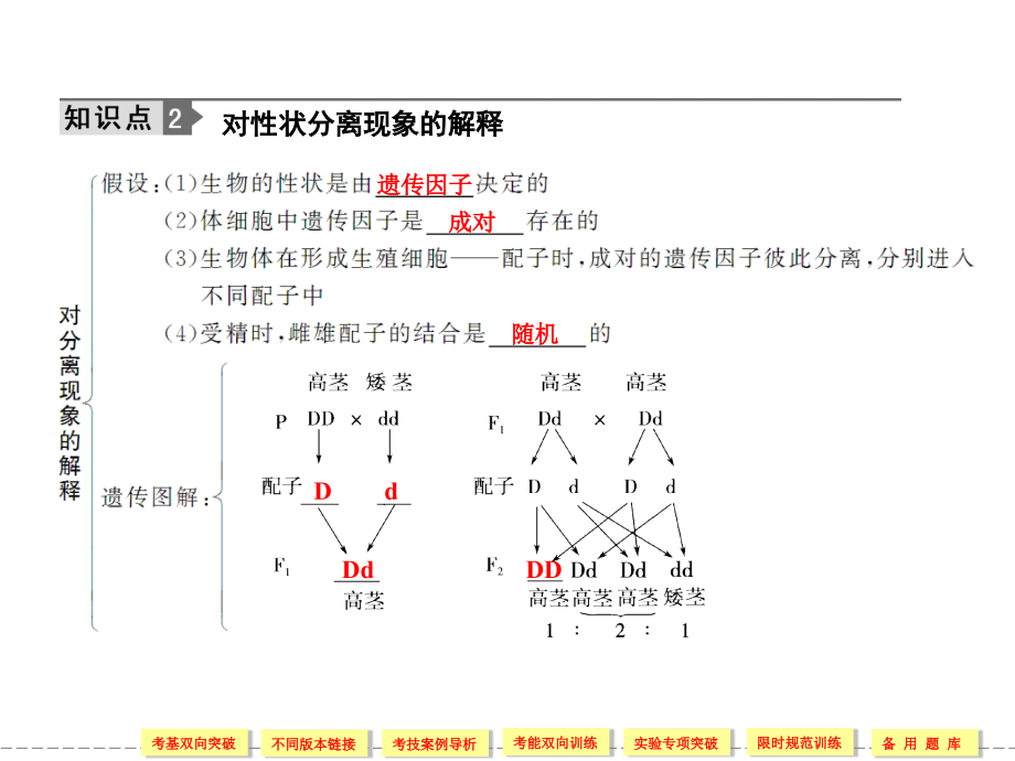 2-1-1细胞分裂_第4页