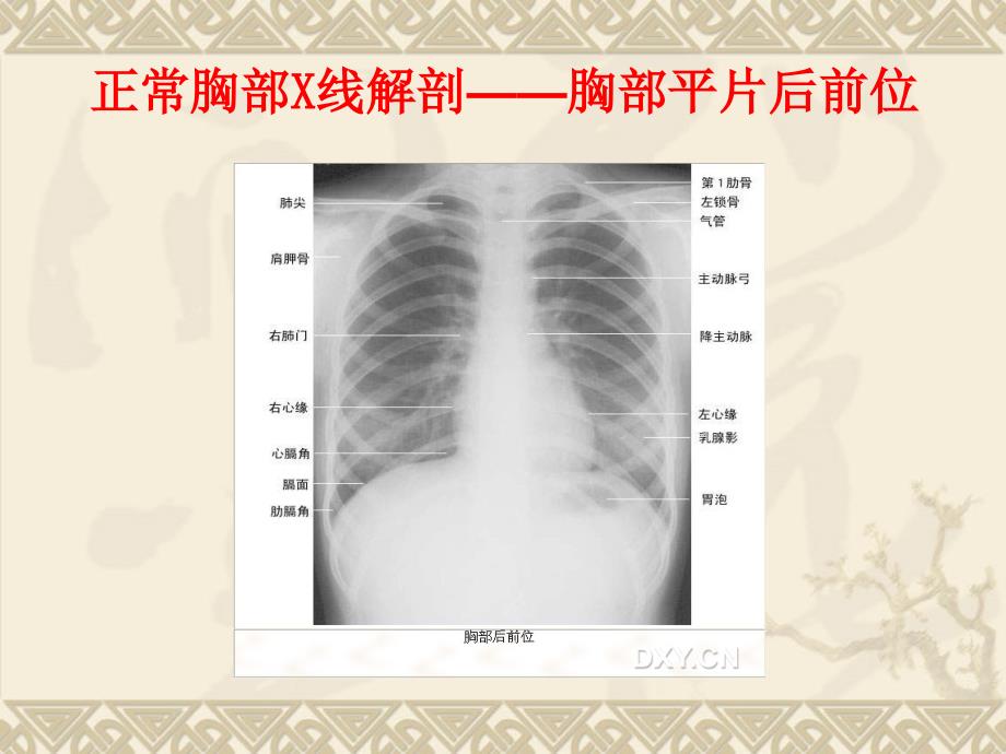 X线正常解剖基础+精华_第4页