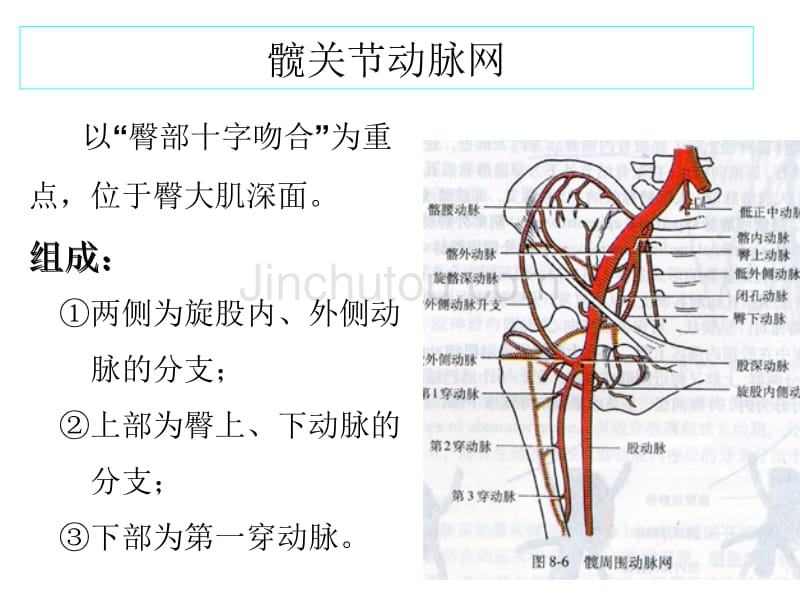 下肢血管肌肉神经解剖_第3页