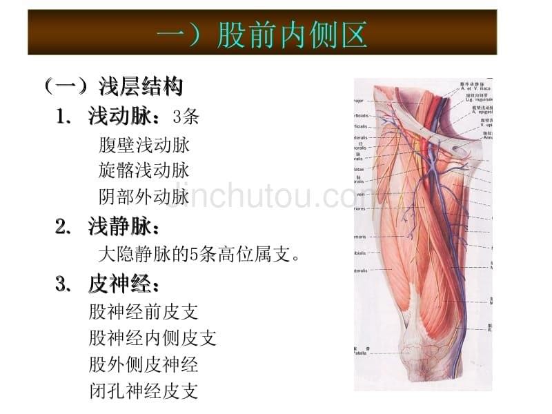 下肢血管肌肉神经解剖_第5页