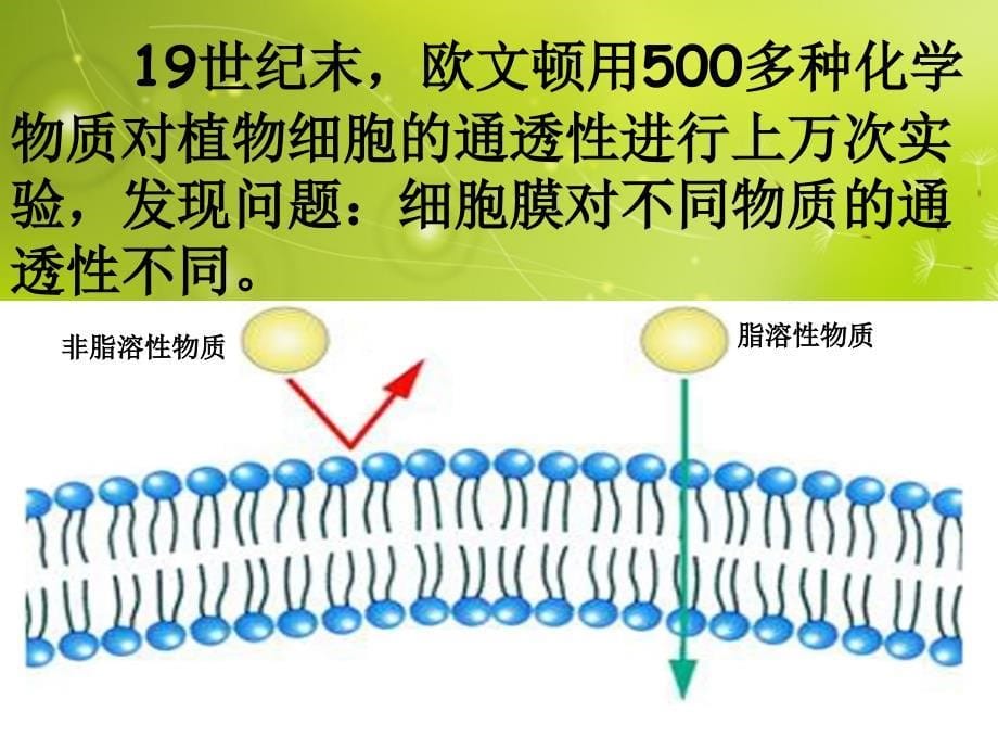 高中生物《第四章 第二节 生物膜的流动镶嵌模型》课件 新人教版必修1_第5页