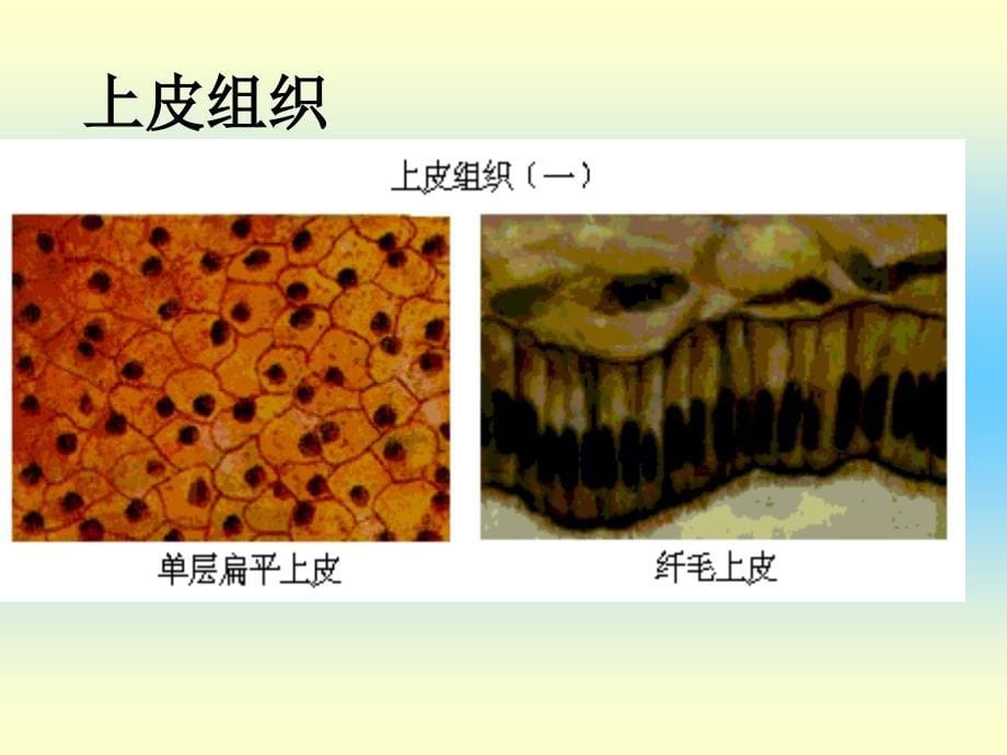 关于中学阶段的基础知识_第5页