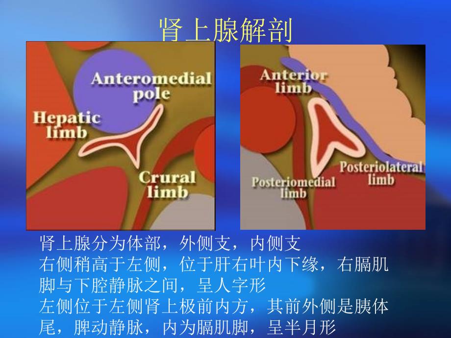 肾上腺髓质肿瘤的影像诊断及鉴别诊断_第2页