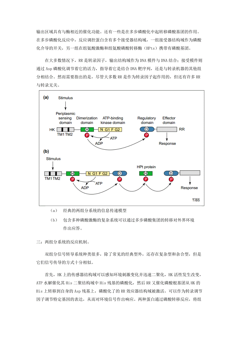 细胞发育生物学课程论文_第3页