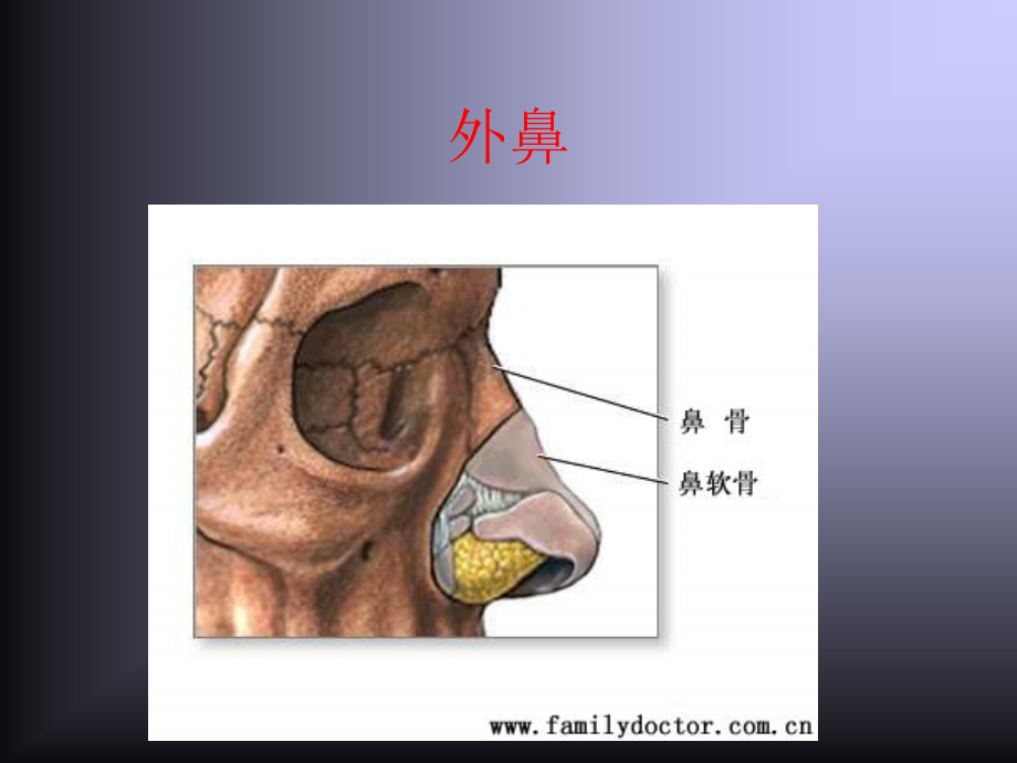 鼻鼻窦解剖学基础_第4页