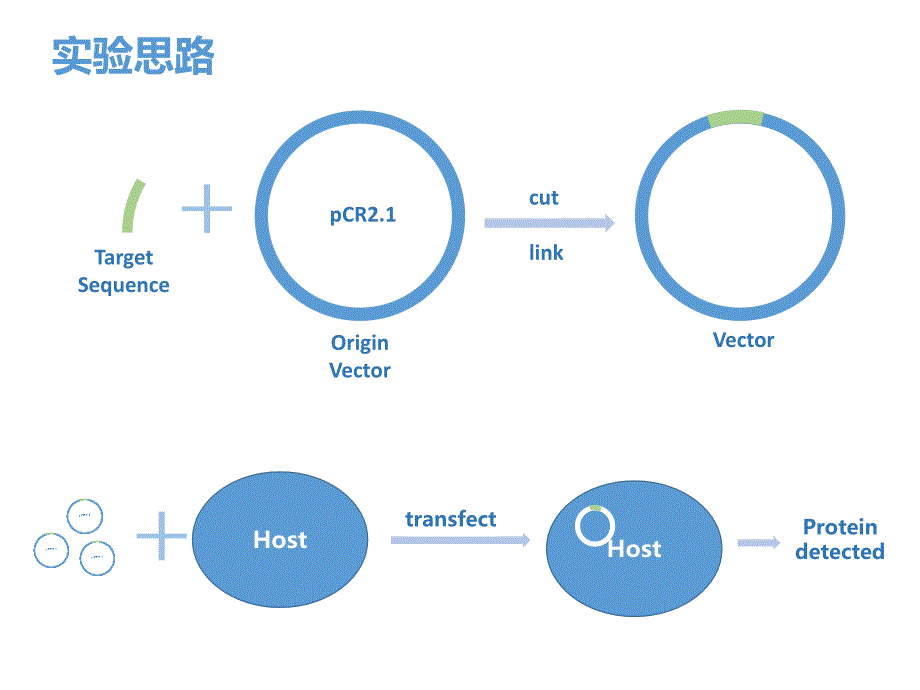 构建rfp在宿主中的表达载体并表达蛋白2_第3页