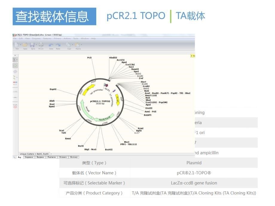 构建rfp在宿主中的表达载体并表达蛋白2_第5页