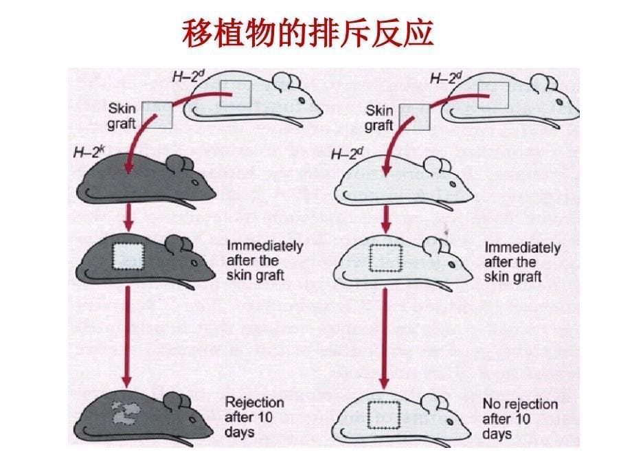 组织相容性抗原(mhc)_第5页