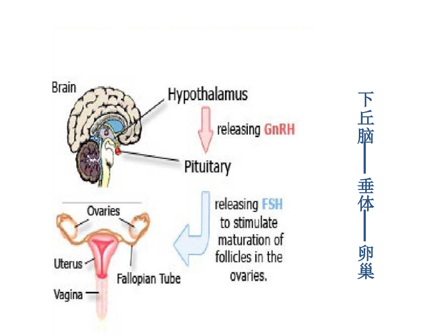 妇科内分泌的诊治_第2页