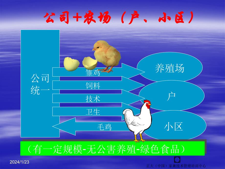 肉鸡饲养管理2_第4页